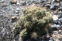 pa_226_echinocereus_enneacanthus.jpg