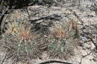 pa_227_thelocactus_bicolor.jpg