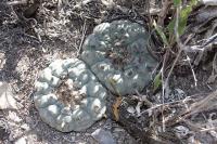 pa_228_lophophora_williamsii.jpg