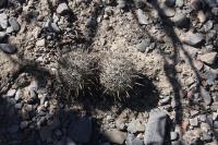 pa_229_coryphantha_palmeri.jpg