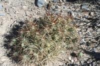 pa_230_cylindropuntia_tunicata.jpg