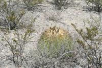 pa_231_echinocactus_platyacanthus.jpg