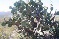 pa_232_opuntia.jpg