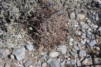 pa_233_glandulicactus_uncinatus.jpg