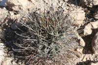 pa_234_glandulicactus_uncinatus.jpg