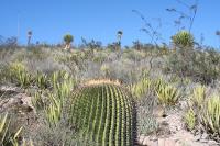 pa_235_echinocactus_platyacanthus.jpg