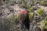 pa_237_ferocactus_steinesii.jpg