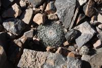 pa_238_mammillaria_formosa.jpg