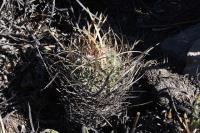 pa_239_echinofossulocactus_erectocentrus.jpg