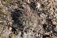 pa_243_hamatocactus_hamatacanthus.jpg
