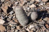 pa_244_mammillaria_pottsii.jpg