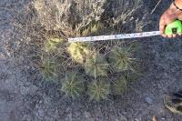 pa_245_echinocereus_enneacanthus.jpg
