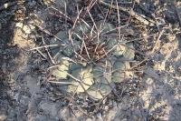 pa_246_thelocactus_hexaedrophorus.jpg