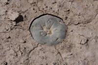 pa_247_lophophora_alberto-vojtechii.jpg