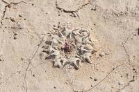 pa_250_ariocarpus__kotschoubeyanus.jpg