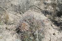 pa_251_hamatocactus_hamatacanthus.jpg