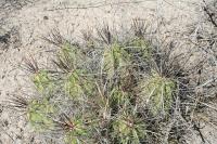 pa_252_echinocereus_enneacanthus.jpg