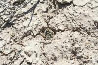 pa_253_mammillaria_heyderi.jpg