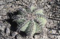 pa_255_echinocactus_horizonthalonius.jpg
