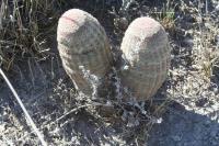 pa_257_echinocereus_pectinatus.jpg