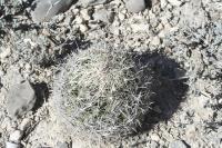 pa_258_coryphantha_palmeri.jpg