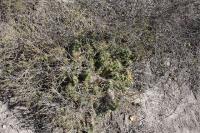 pa_259_echinocereus_cinerascens_ssp._tulensis.jpg