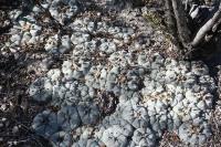 pa_260_lophophora_williamsii_ssp._grymii.jpg