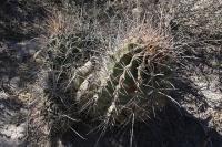 pa_261_hamatocactus_hamatacanthus.jpg
