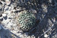 pa_262_mammillaria_heyderi.jpg