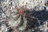 pa_263_thelocactus_bicolor.jpg