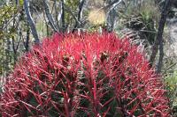 pa_264_ferocactus_steinesii.jpg