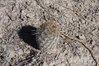 pa_266_coryphantha_glanduligera.jpg