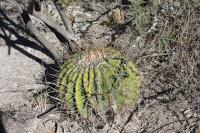 pa_267_echinocactus_platyacanthus.jpg