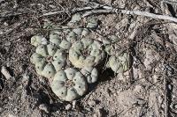pa_269_lophophora_williamsii.jpg