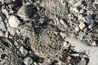 pa_270_mammillaria_heyderii.jpg