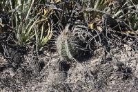 pa_271_thelocactus_bicolor.jpg