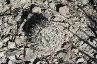 pa_272_coryphantha_palmeri.jpg