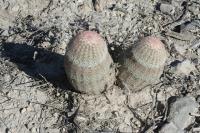 pa_273_echinocereus_pectinatus.jpg