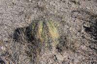 pa_274_echinocactus_horizonthalonius.jpg