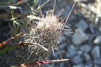 pa_275_coryphantha_wohlschlageri.jpg