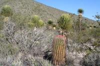 pa_276_ferocactus_steinesii.jpg