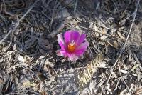 pa_278_ariocarpus_kotschoubeyanus_fialov_.jpg