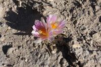 pa_278_ariocarpus_kotschoubeyanus_r__ov_.jpg