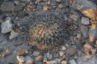 pa_279_coryphantha_palmeri.jpg