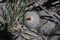 pa_280_epithelantha_micromeris.jpg