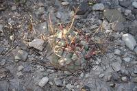 pa_281_thelocactus_hexaedrophorus.jpg
