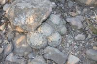 pa_282_mammillaria_formosa.jpg