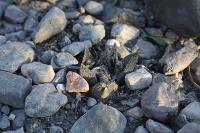 pa_284_ariocarpus_bravoanus.jpg