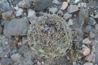 pa_285_coryphantha_echinoidea.jpg