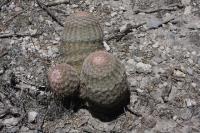 pa_286_echinocereus_pectinatus.jpg